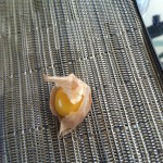 Ground Cherries